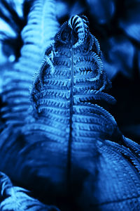 Close-up of dry leaf