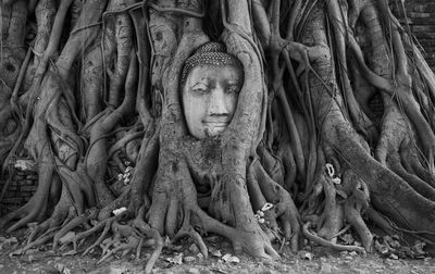 Statue of buddha amidst tree roots