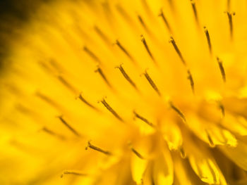 Close-up of yellow flowering plant