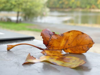 Close-up of dry maple leaves on water