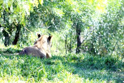 Lion relaxing on grass