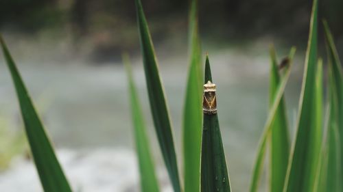 Close-up of bamboo on grass