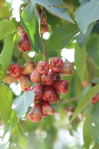 Close-up of fruits growing on tree