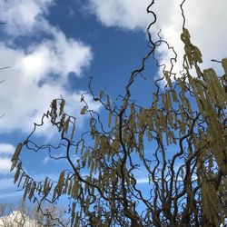 Low angle view of tree against sky