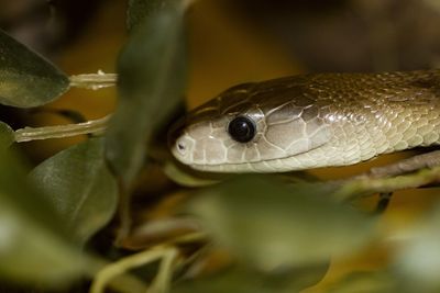 Close-up of snake