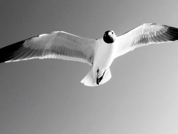 Low angle view of bird flying against clear sky