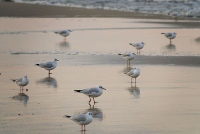 Seagulls on beach