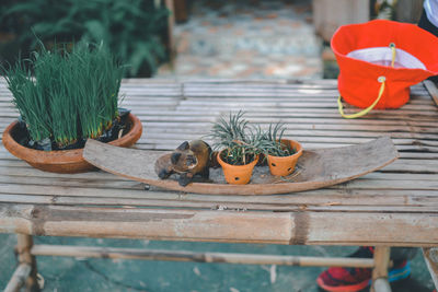 Close-up of potted plant on table