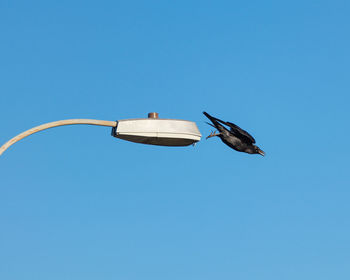 Low angle view of a bird flying against clear blue sky