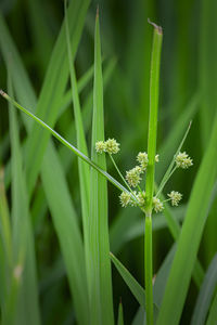 Close-up of insect on plant