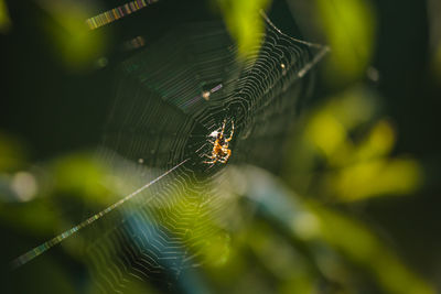 Close-up of spider on web