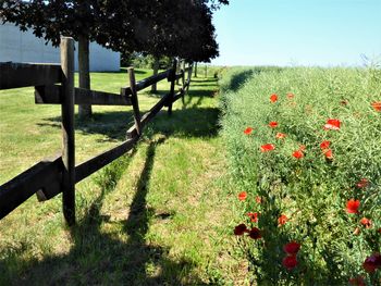 Scenic view of flowering plants on field