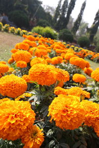 Close-up of orange flowers growing on tree