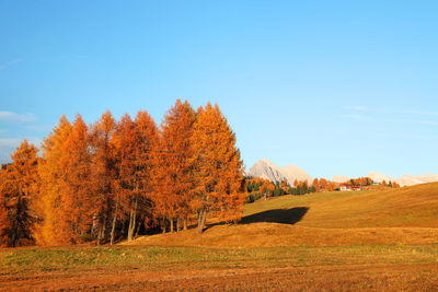 Trees on field against sky during autumn