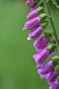 Close-up of wet purple flower