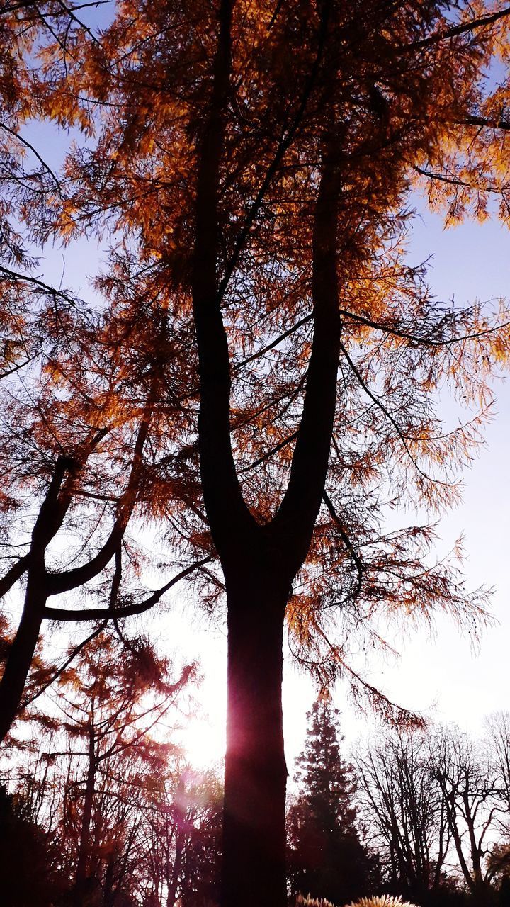 LOW ANGLE VIEW OF SILHOUETTE TREES AGAINST SKY