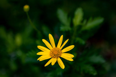 Close-up of yellow flower against blurred background