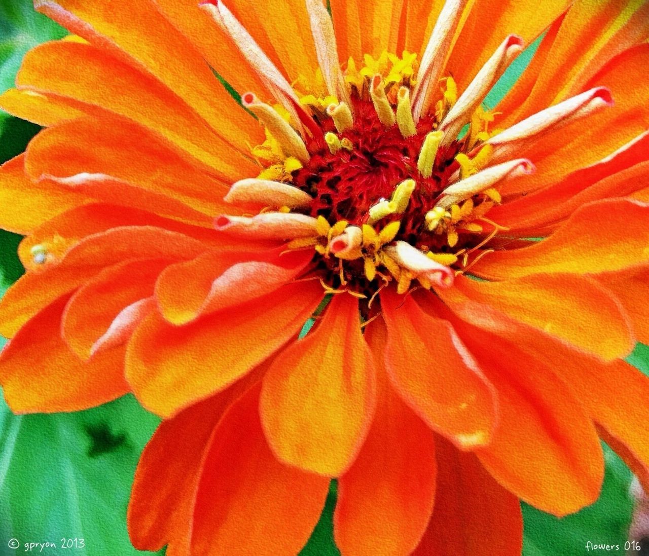 flower, petal, freshness, flower head, fragility, beauty in nature, growth, close-up, pollen, orange color, nature, blooming, red, plant, stamen, single flower, full frame, in bloom, high angle view, focus on foreground