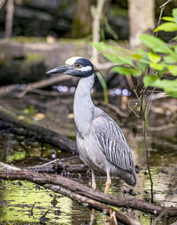 Close-up of a bird