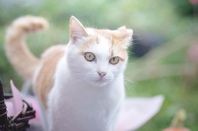 Close-up portrait of cat