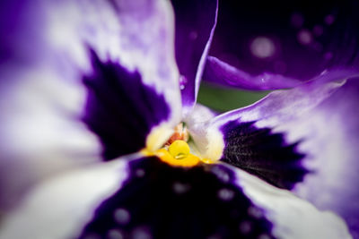 Close-up of purple flowering plant