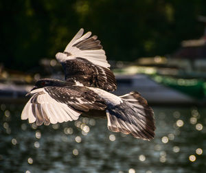 Close-up of bird flying over water