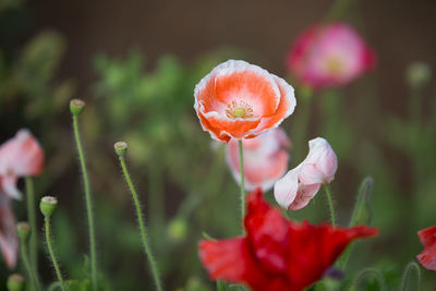 Close-up of red flower blooming in field