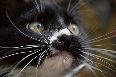 Close-up portrait of cat