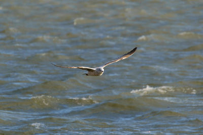 Seagull flying over sea