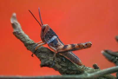 Close-up of insect