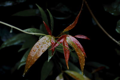 Close-up of plant