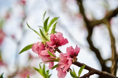 Close-up of fresh pink flower tree against sky