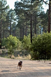 Dog in a forest