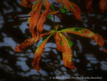 Close-up of maple leaves on branch