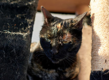 Close-up portrait of tabby cat