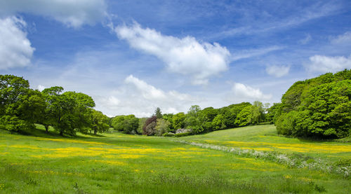 Panoramic shot of trees on field against sky