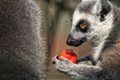 Close-up of pig eating food