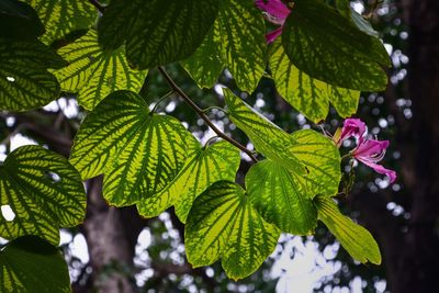 Close-up of green leaves on plant