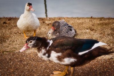 High angle view of duck on field