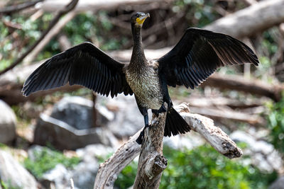 Bird flying over a tree