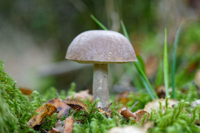 Close-up of mushroom growing on field