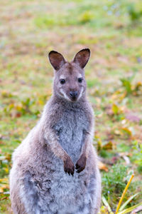 Close-up of rabbit on field