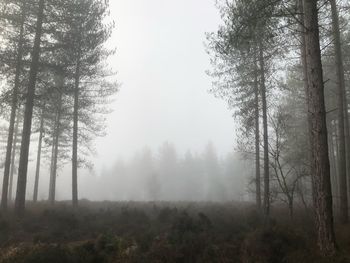 Trees in forest during foggy weather