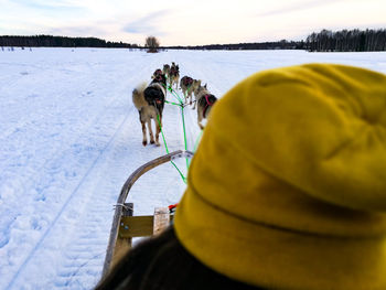 Dog on snow covered field