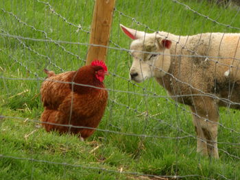 Sheep in a farm