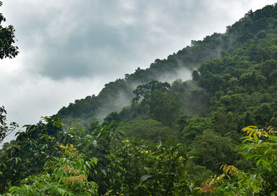 Panoramic view of trees and mountains against sky