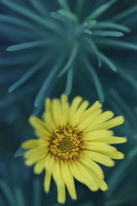 Close-up of yellow flower