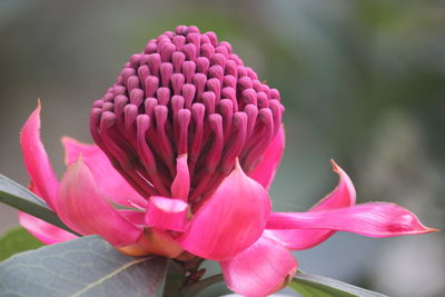 Close-up of pink flowering plant