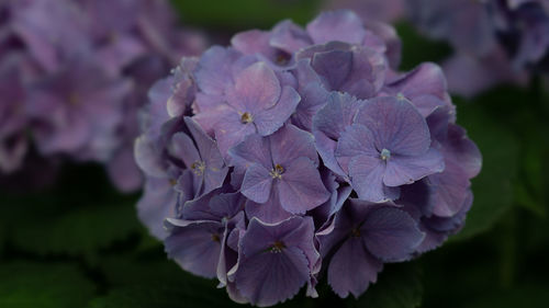 Close-up of purple hydrangea flowers