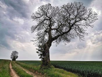 Tree on field against sky